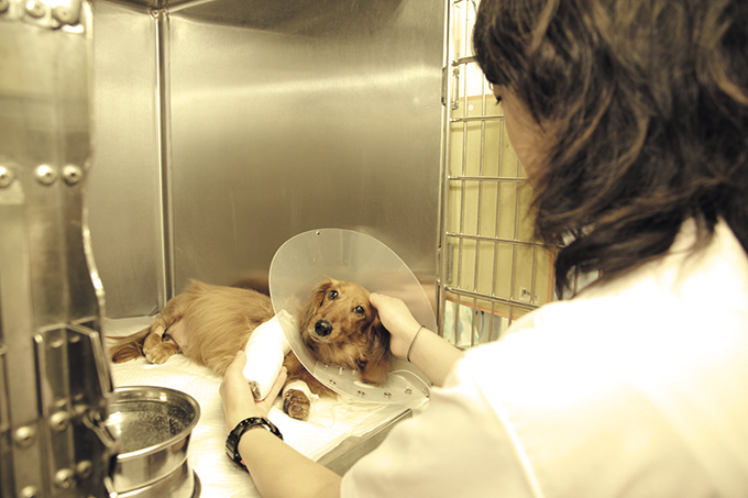 【獣医学部を目指す人へ！】人の健康や生活の安心に広く貢献する獣医学